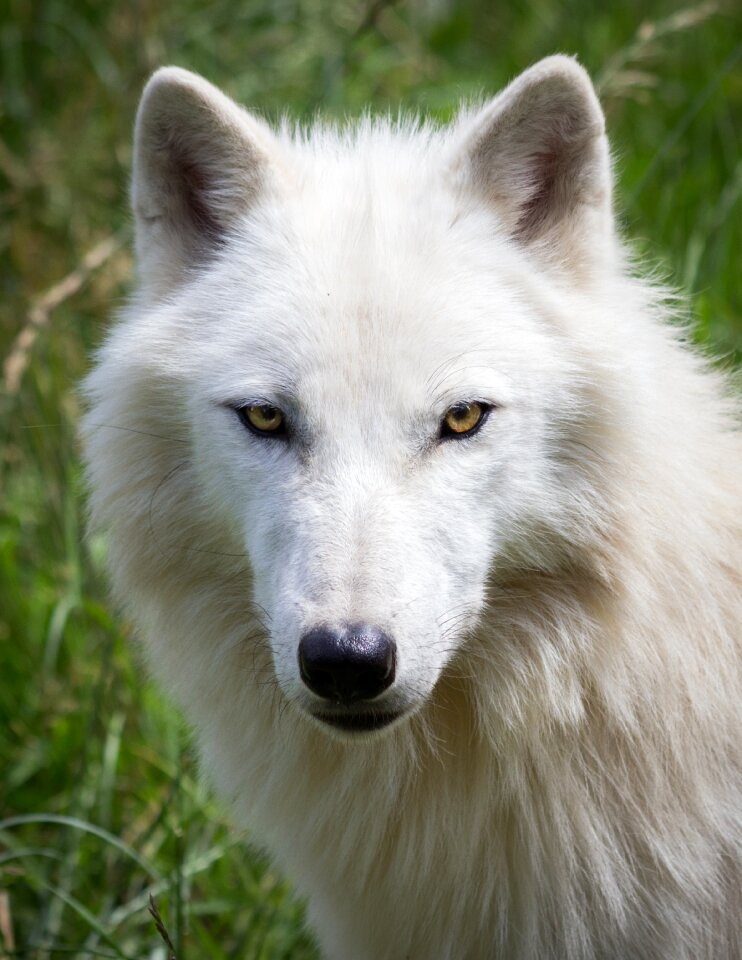 Nature predator carnivores