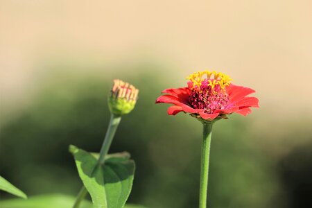 Flower flora petals