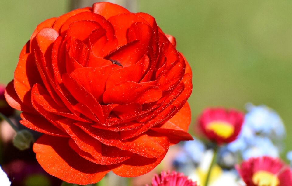 Bloom schnittblume petals
