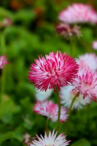 Pink flowers flower