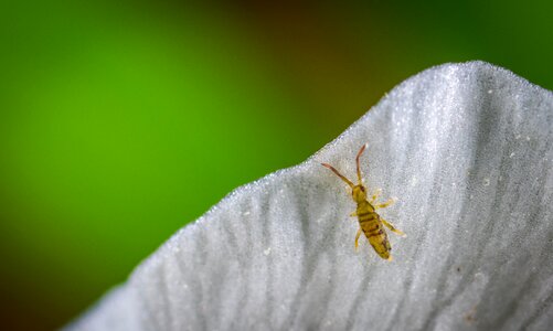 Macro petal the spring tails