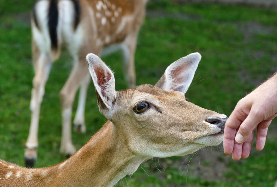 Young deer cute young