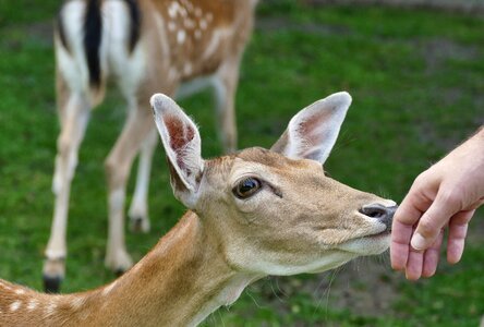 Young deer cute young photo