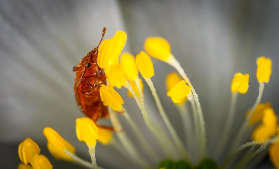 Macro beetle flower