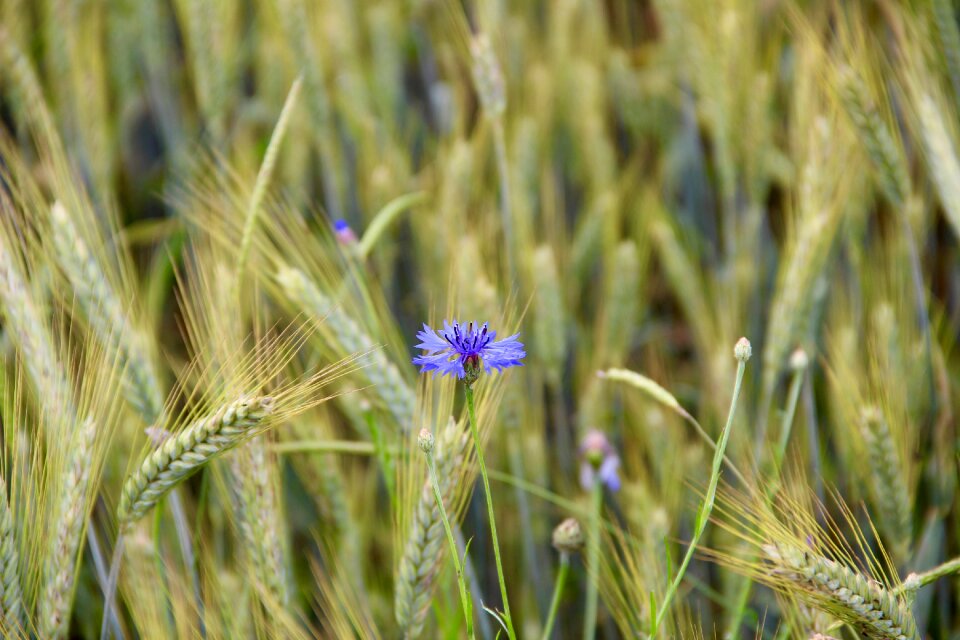 Harvest agriculture plant