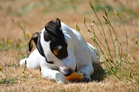 Bread terrier cute