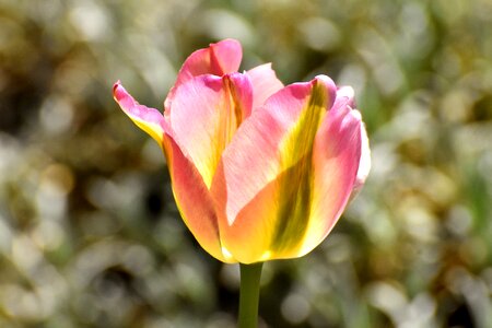 Bloom tulip pink flowers photo