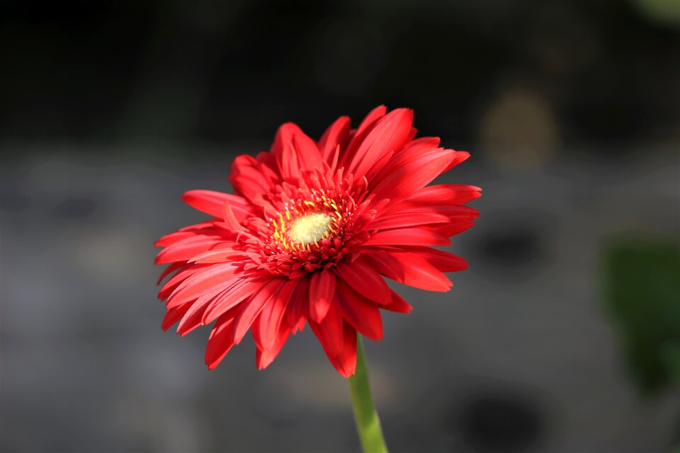 Flower flora petals