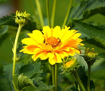 Yellow blossom bloom
