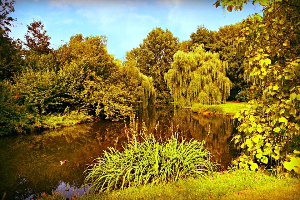 Vegetation park landscape