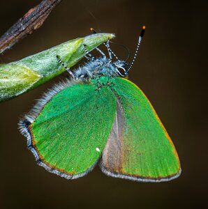 Insect macro lepidoptera photo