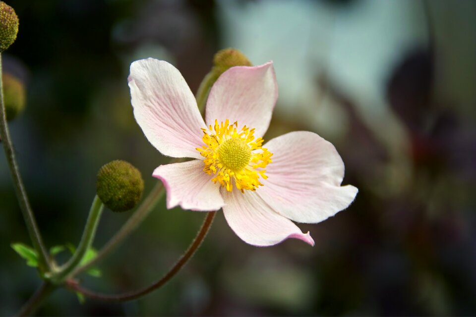 Bloom flower climber plant