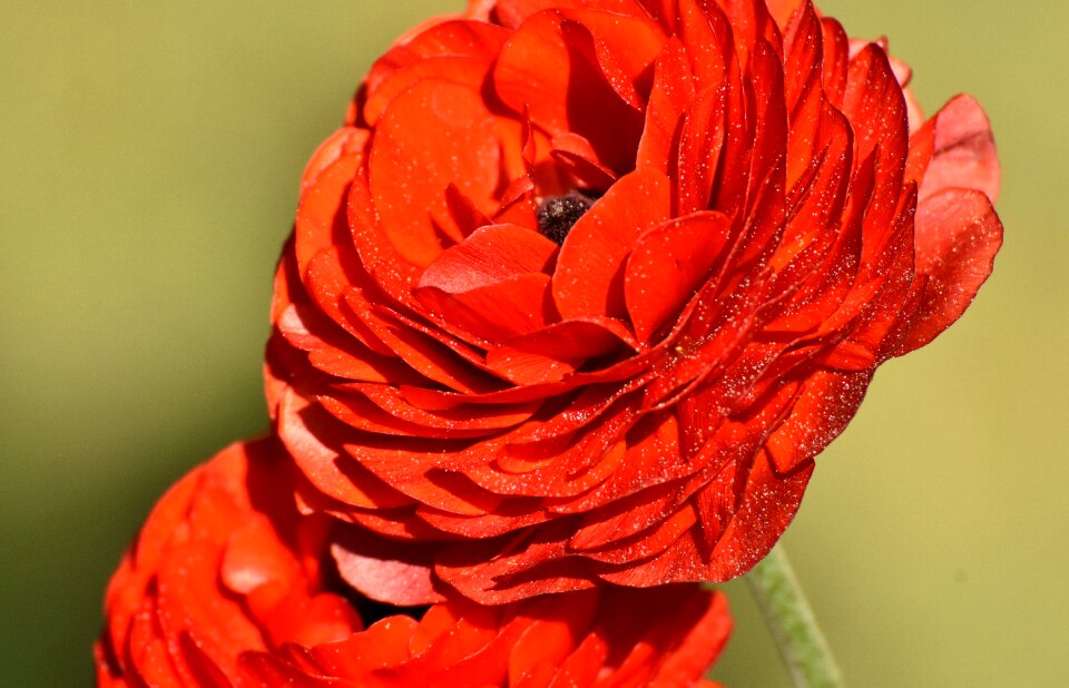 Bloom schnittblume petals
