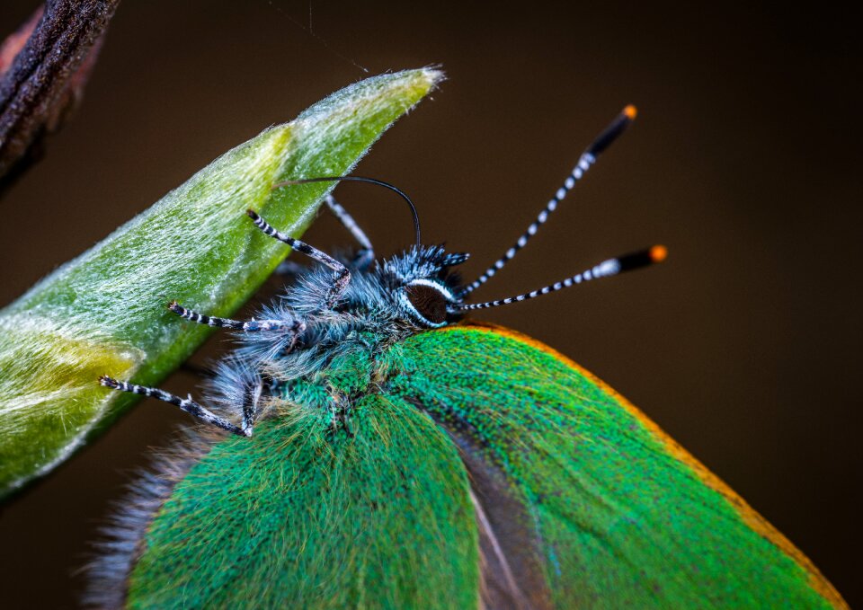 Insect macro lepidoptera