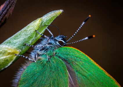 Insect macro lepidoptera