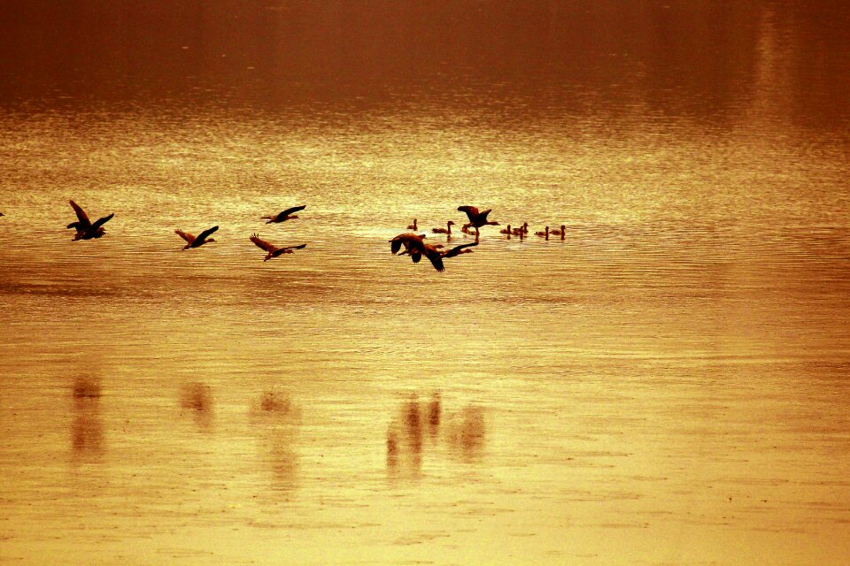 River bird brown river