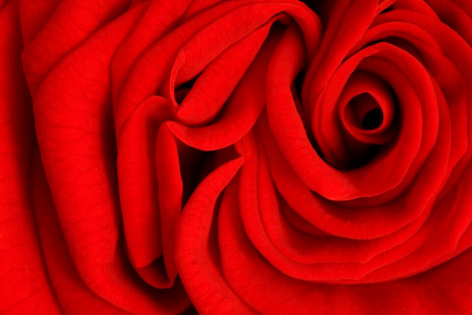 Romance flower blossom