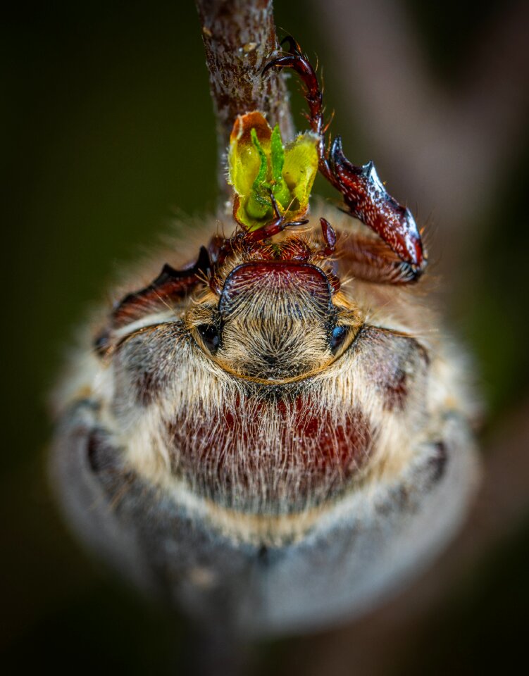 Insect macro beetle