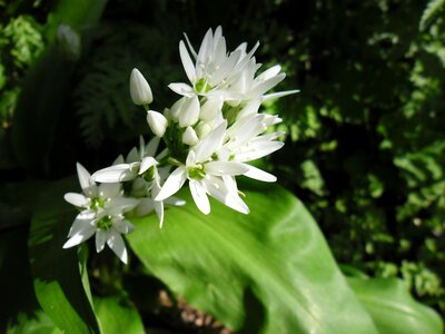Edible white wild flowers