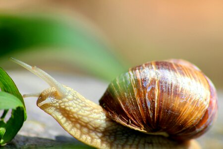 Shell mollusk animal
