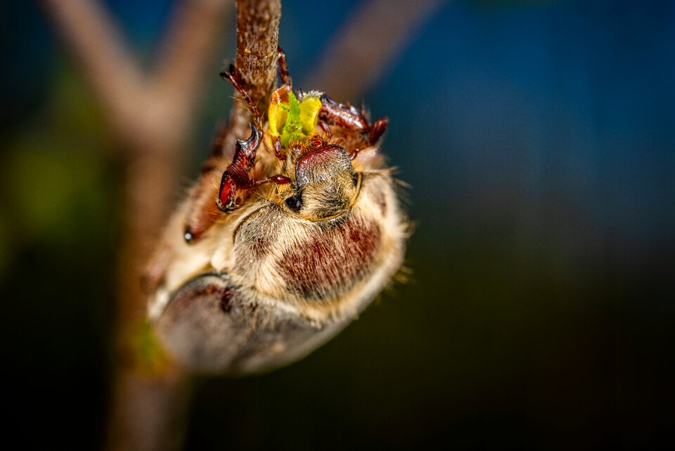 Insect macro beetle