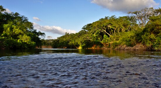 Tree's flow creek photo