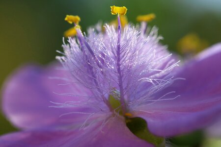 Inflorescence plant purple