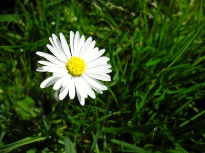 White yellow heart wild flowers