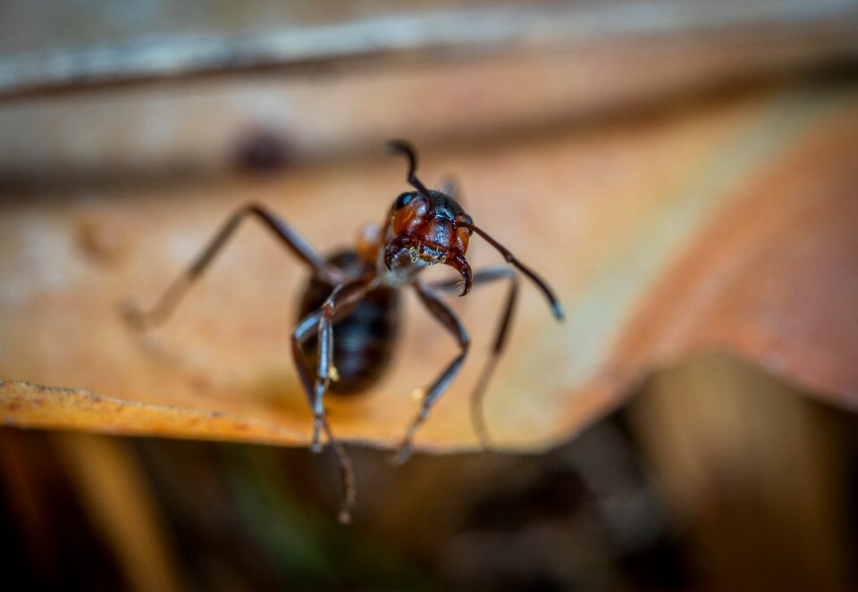 Insect macro Free photos