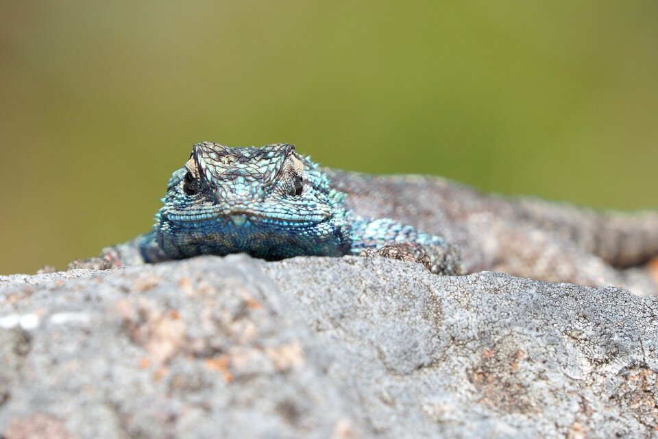 Animal nature close up