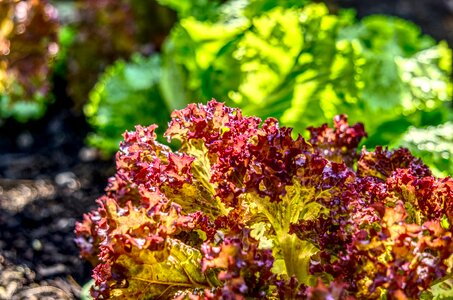 Healthy red green