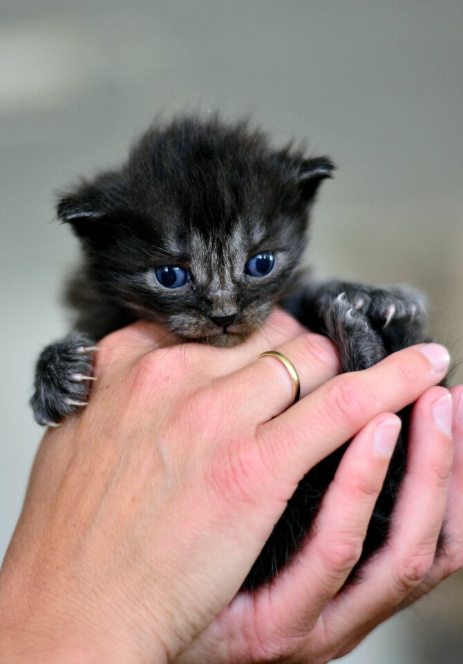 Domestic cat pet cute