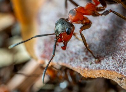 Insect macro Free photos