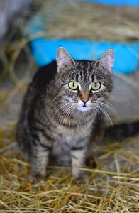 Pet animal animal world