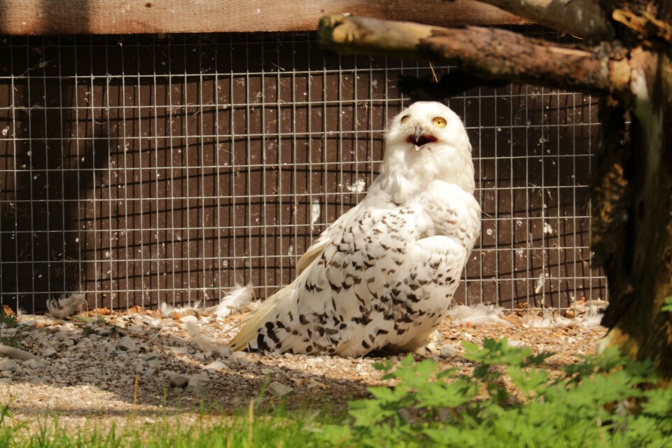 Bird austria almtal