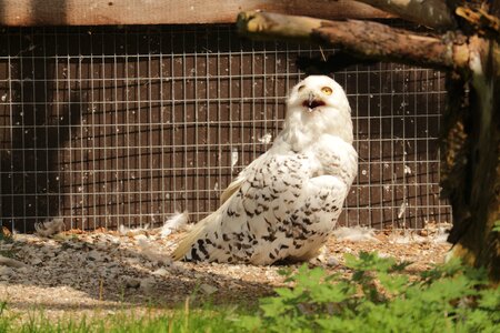 Bird austria almtal