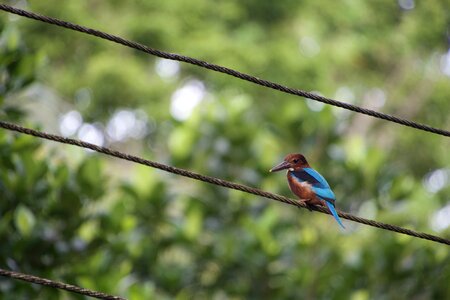 Tropical bird animal of course