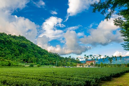 A surname landscape tea photo