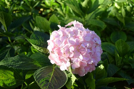 Flower soccer natural