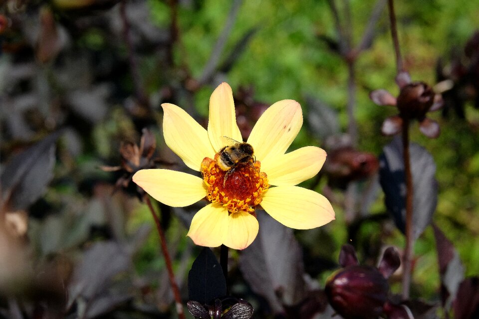 Nature plant bloom