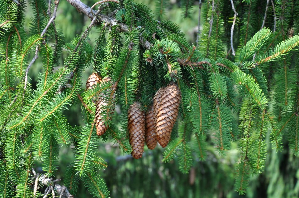 Nature trees forest