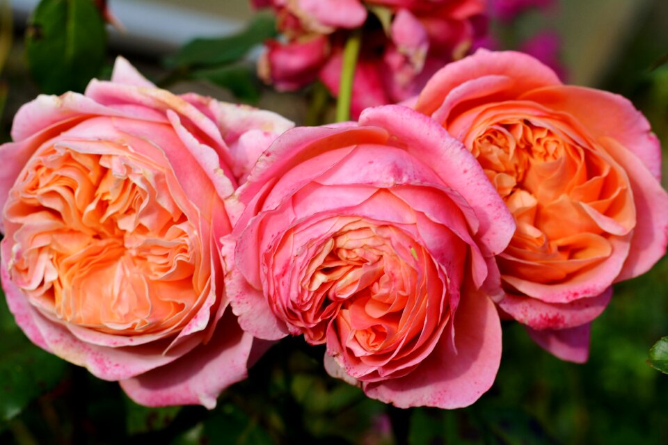Autumn fragrance close up