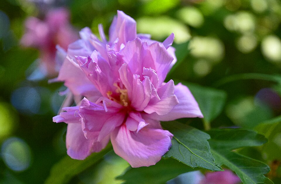 Petals flowering pistil