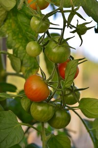 Autumn harvest healthy