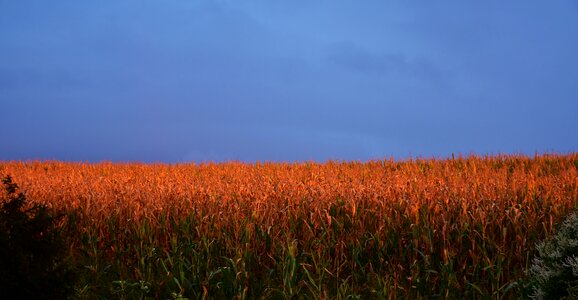 Agriculture summer field photo