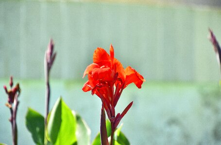 Petals flowering pistil photo