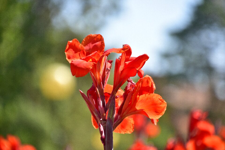 Petals flowering pistil