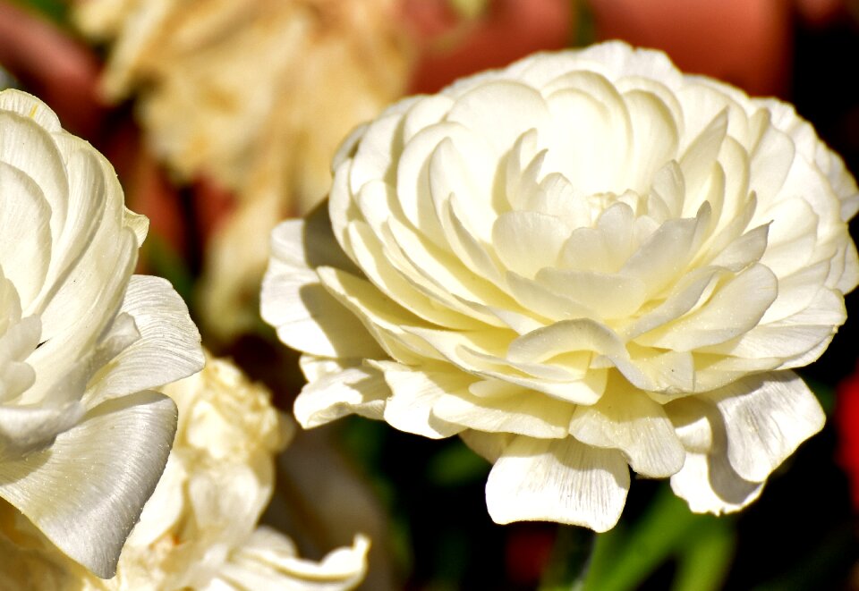 Bloom schnittblume petals