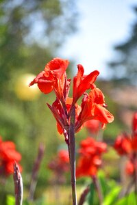 Petals flowering pistil