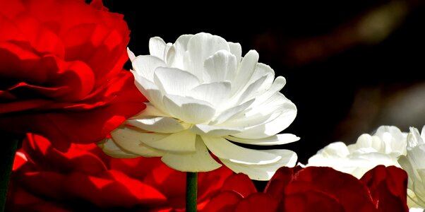Bloom schnittblume petals